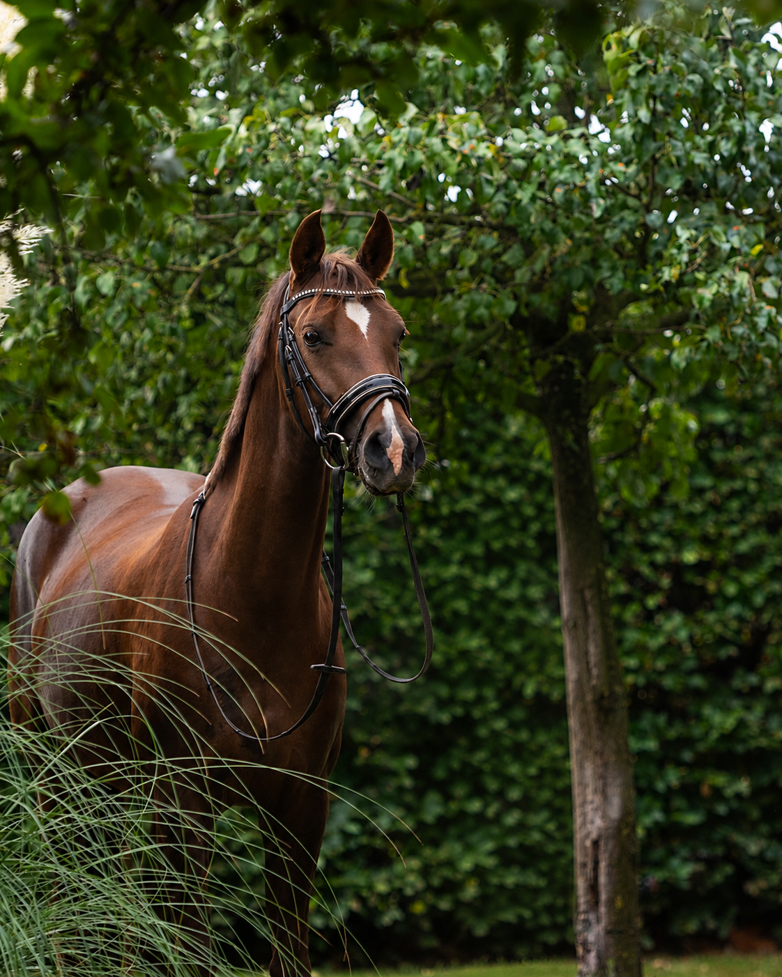 nrps springpony merrie 6 jaar vos te koop - Foto 2