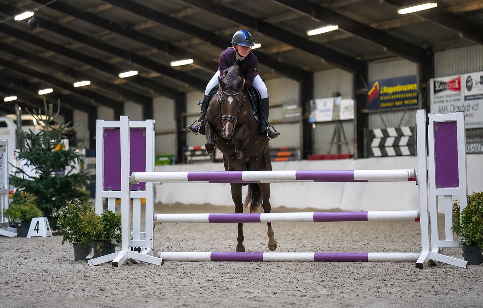 nrps springpony merrie 6 jaar vos te koop - Foto 6