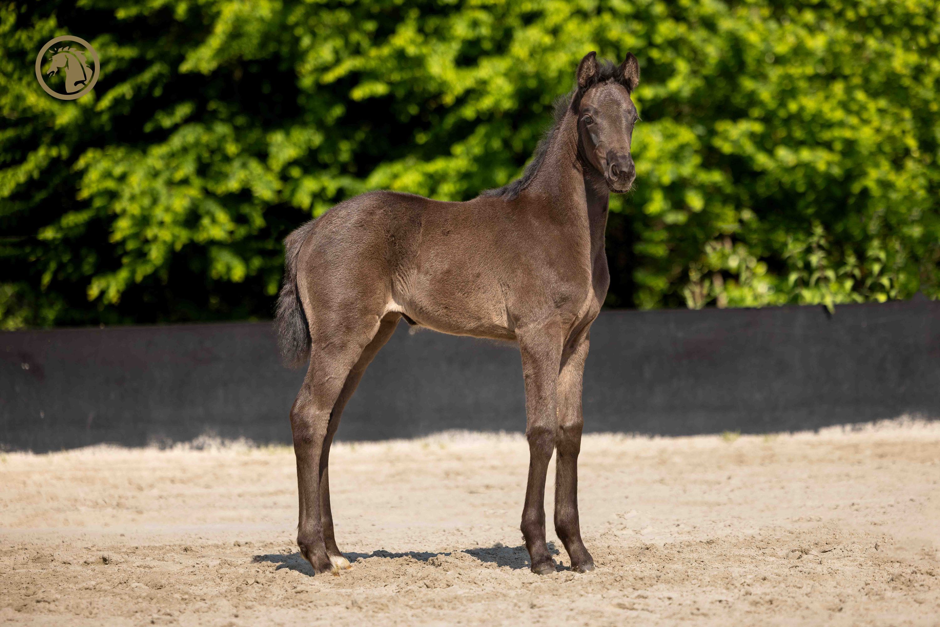 kwpn dressuurpaard merrie 0 ans zwart à vendre - Photo 2