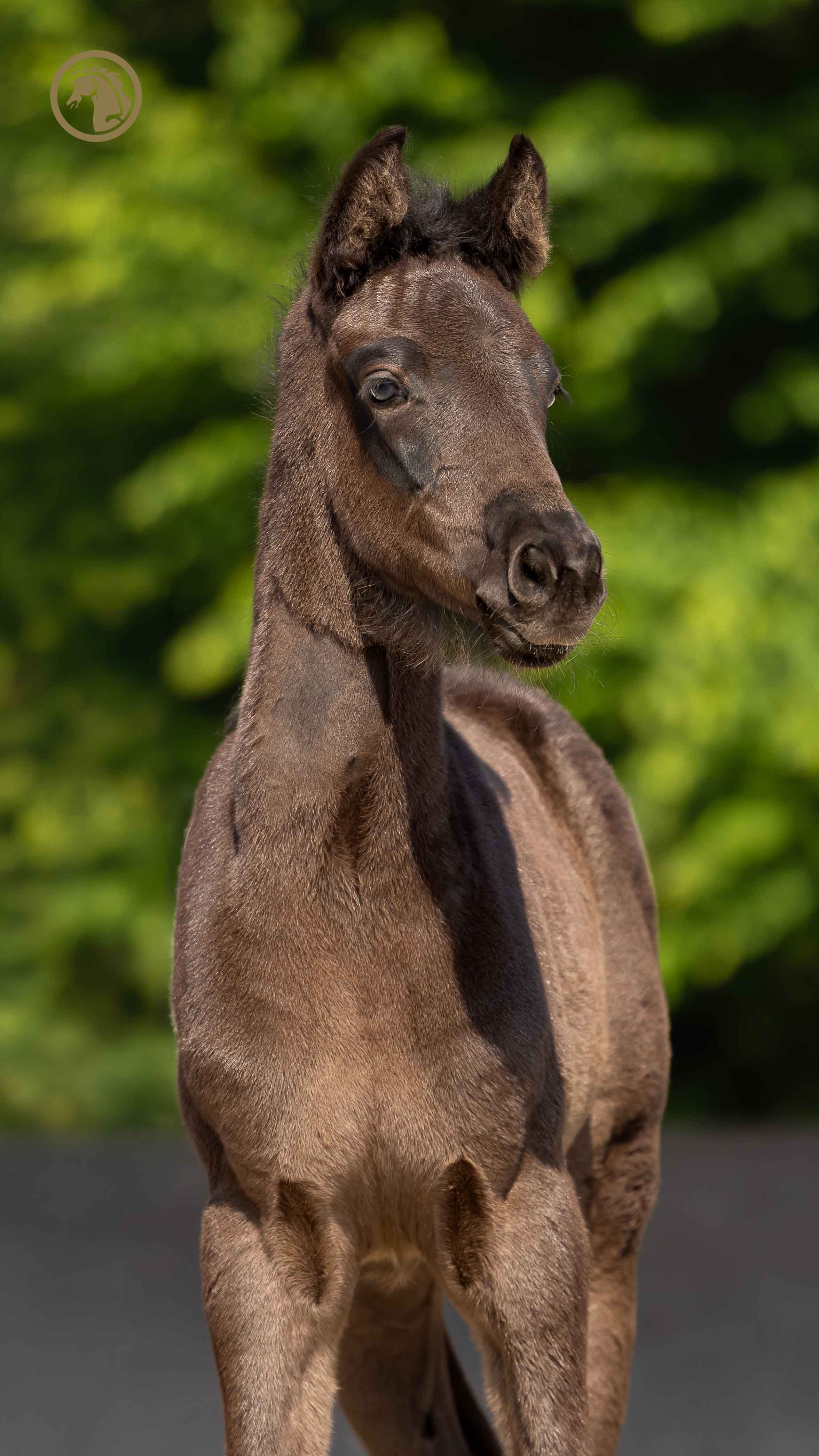 kwpn dressuurpaard merrie 0 ans zwart à vendre - Photo 3