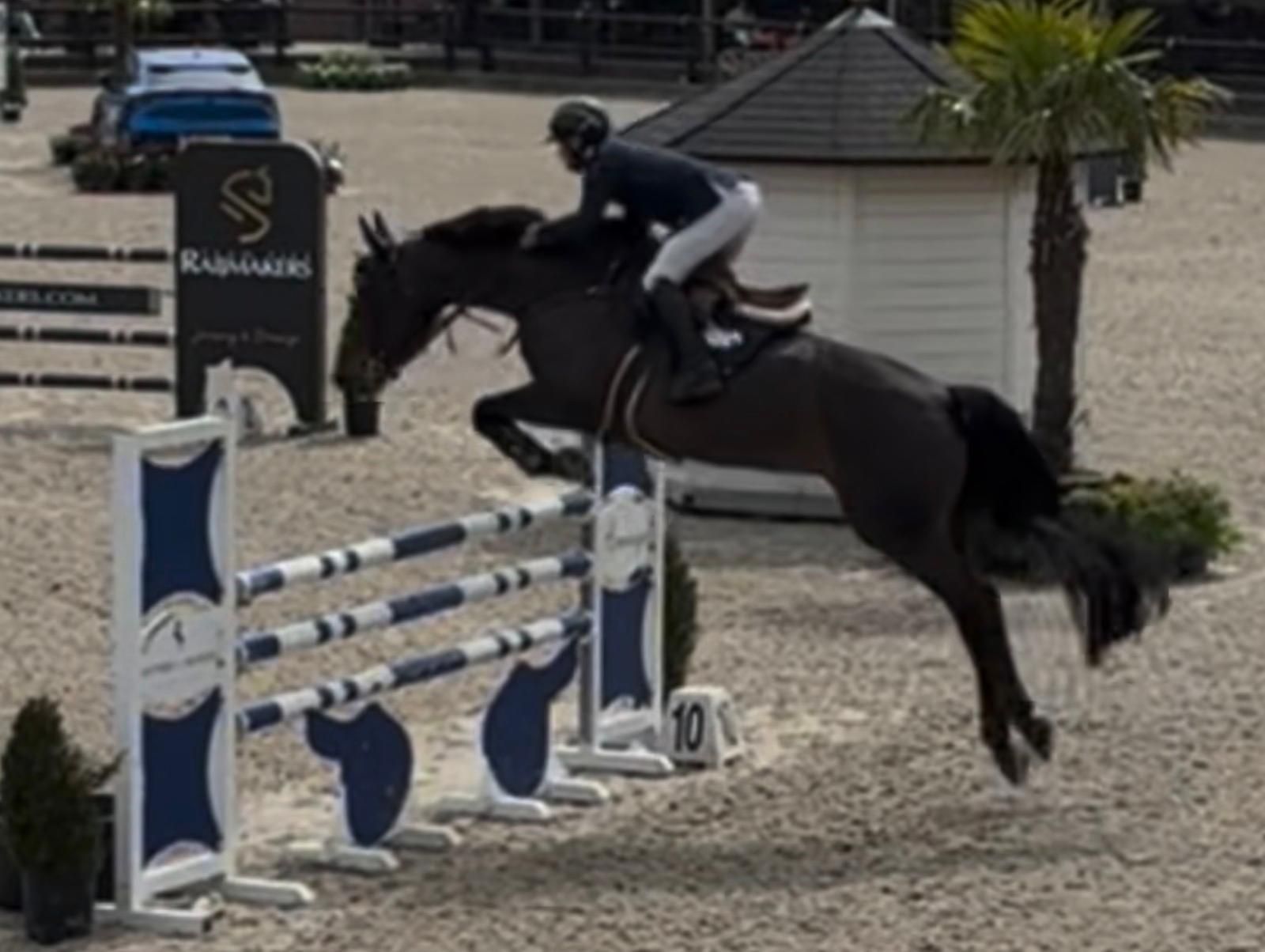 bwp springpaard merrie 8 years old donkerbruin for sale - Photo 2