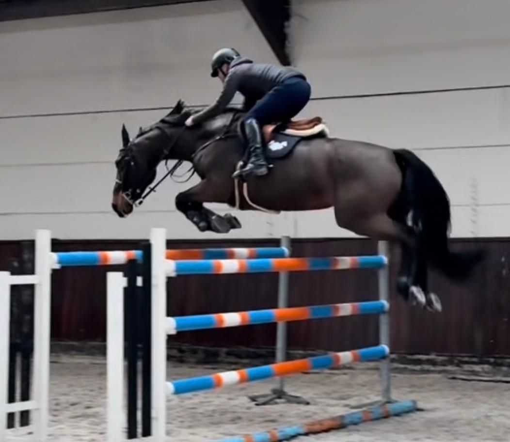 bwp springpaard merrie 8 years old donkerbruin for sale - Photo 4