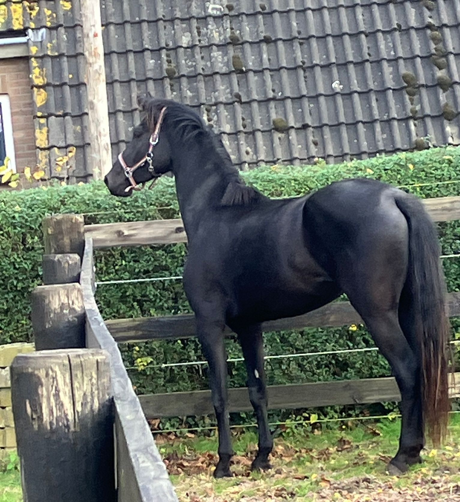 kwpn dressuurpaard merrie 4 years old zwart for sale - Photo 2