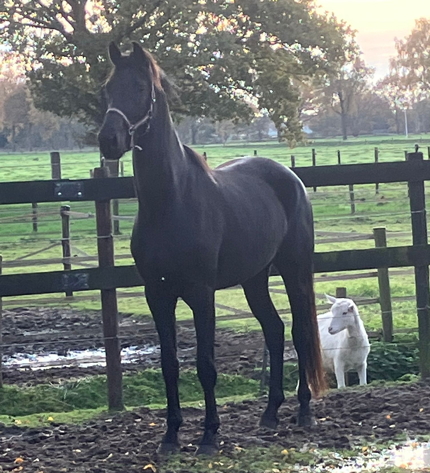 kwpn dressuurpaard merrie 4 years old zwart for sale - Main photo