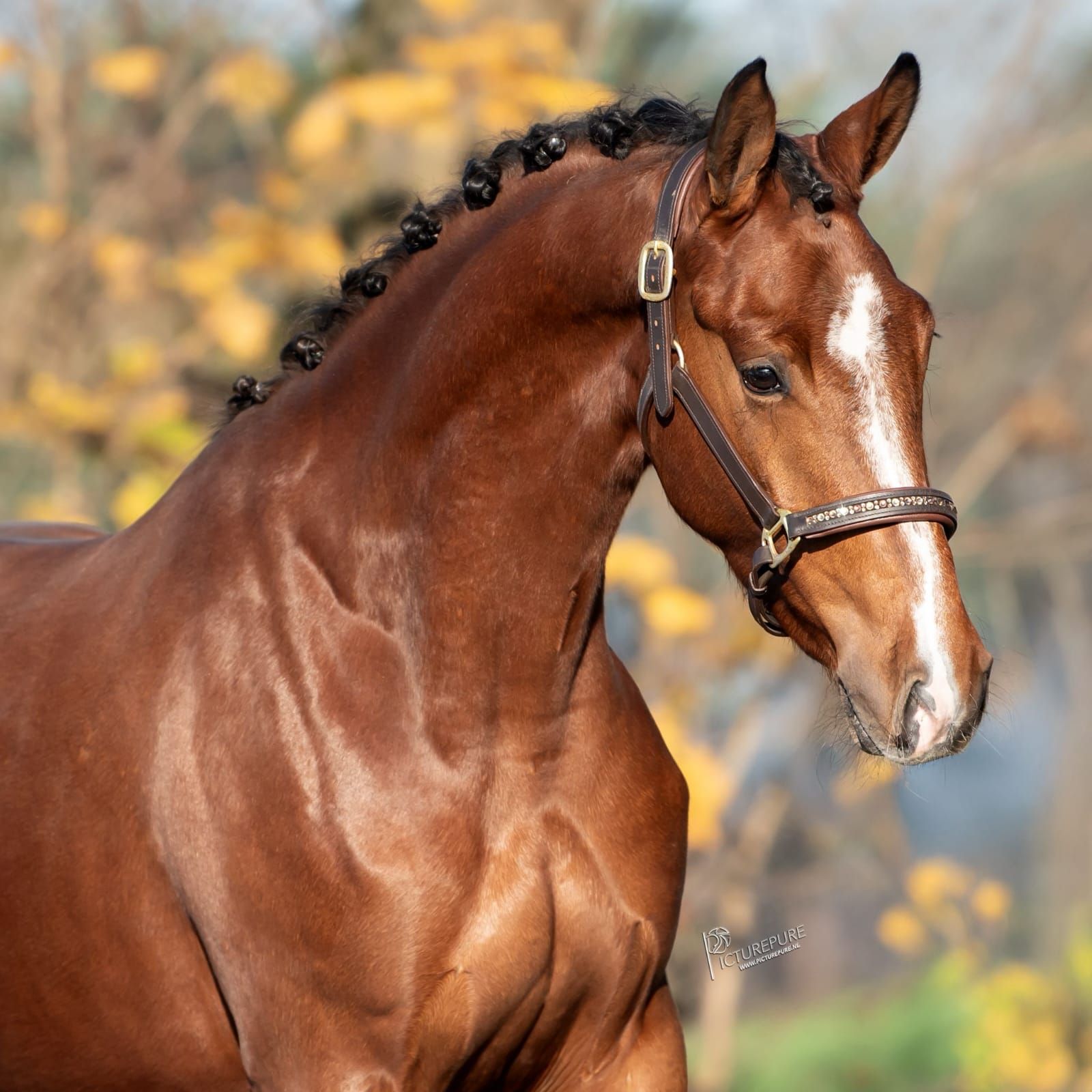 KWPN 4yo Dressage Mare – Kjento x Ferdinand