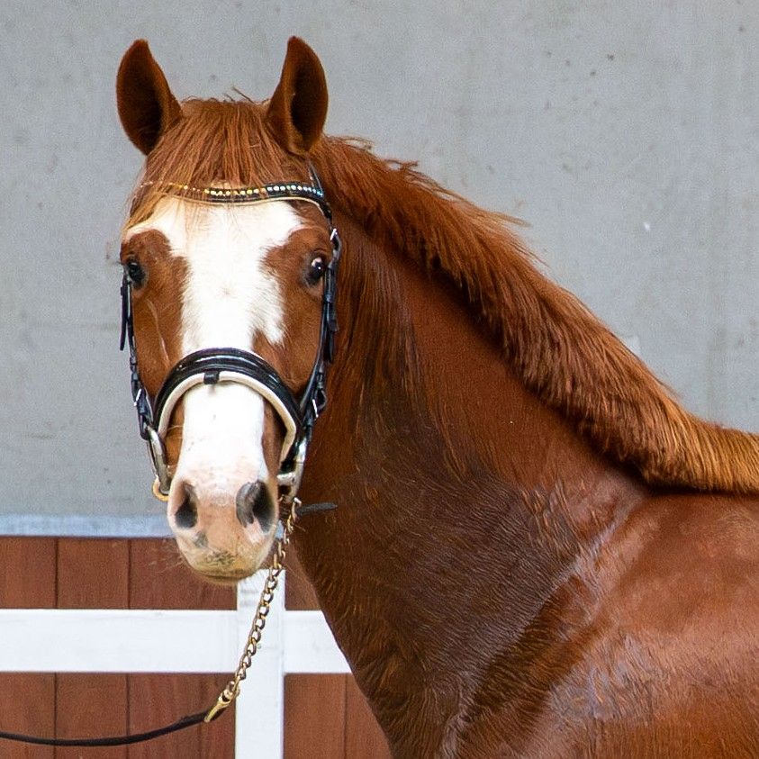 springpaard ruin 3 år vos till salu - Foto 2