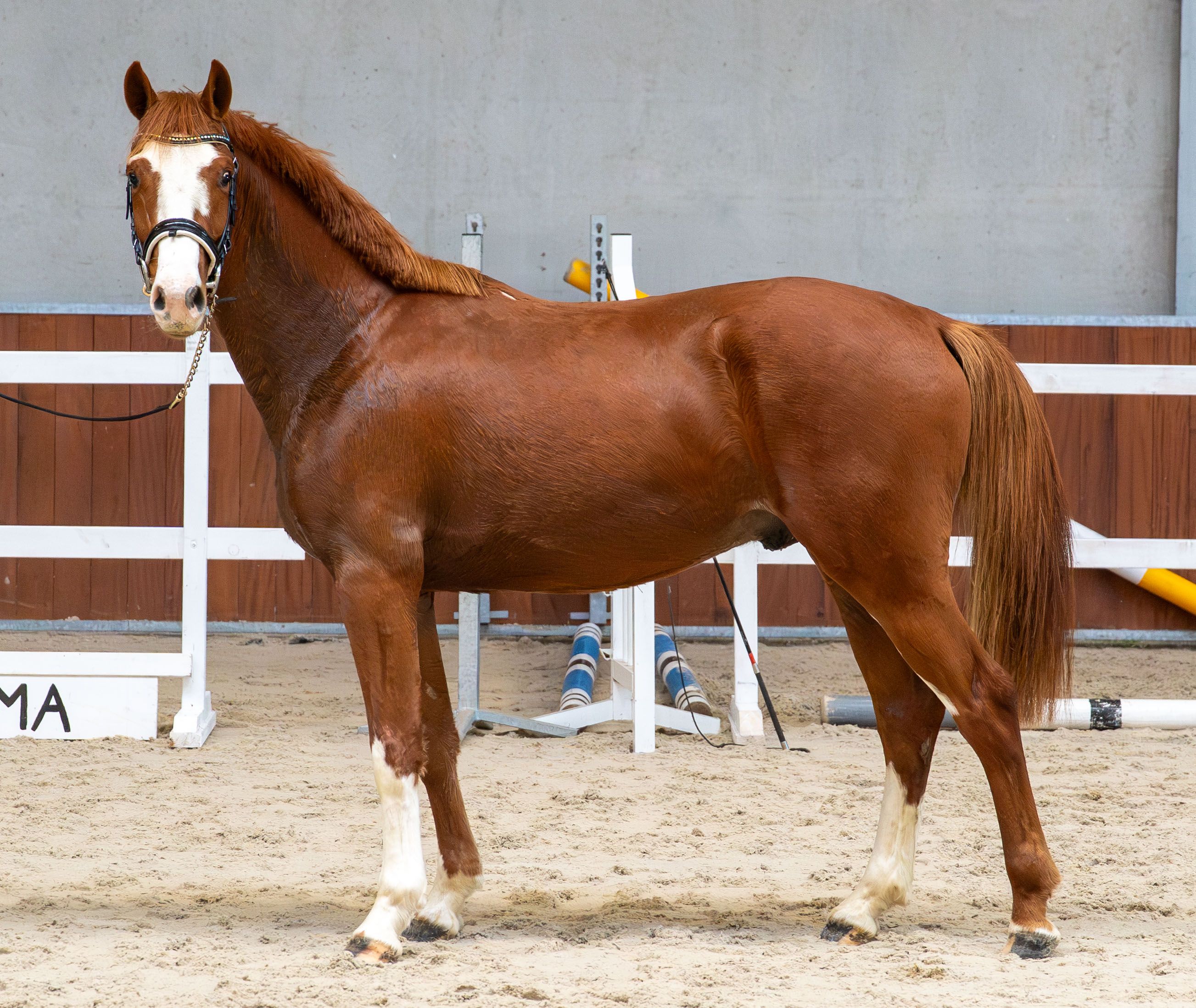 springpaard ruin 3 år vos till salu - Foto 3