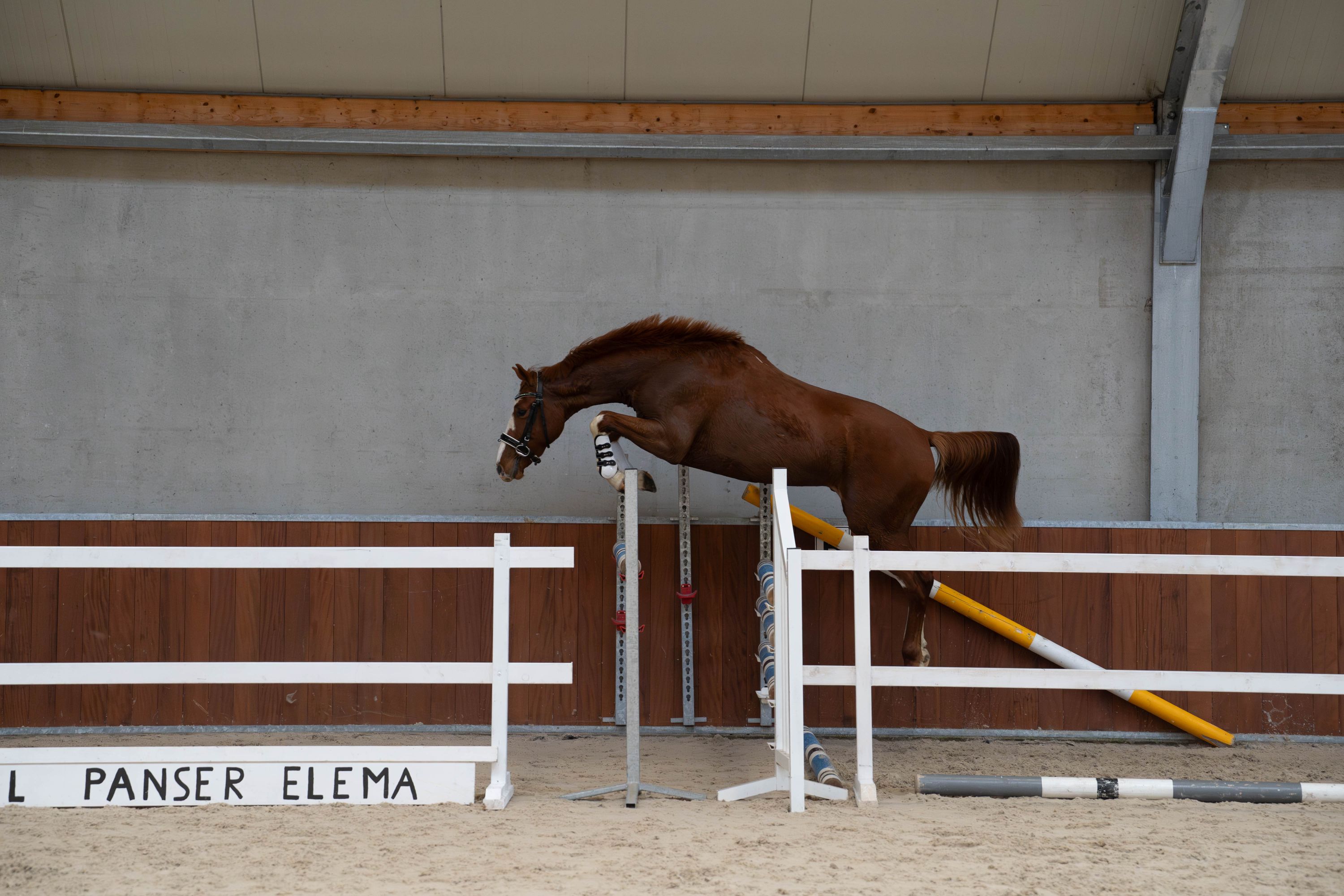 springpaard ruin 3 år vos till salu - Foto 4