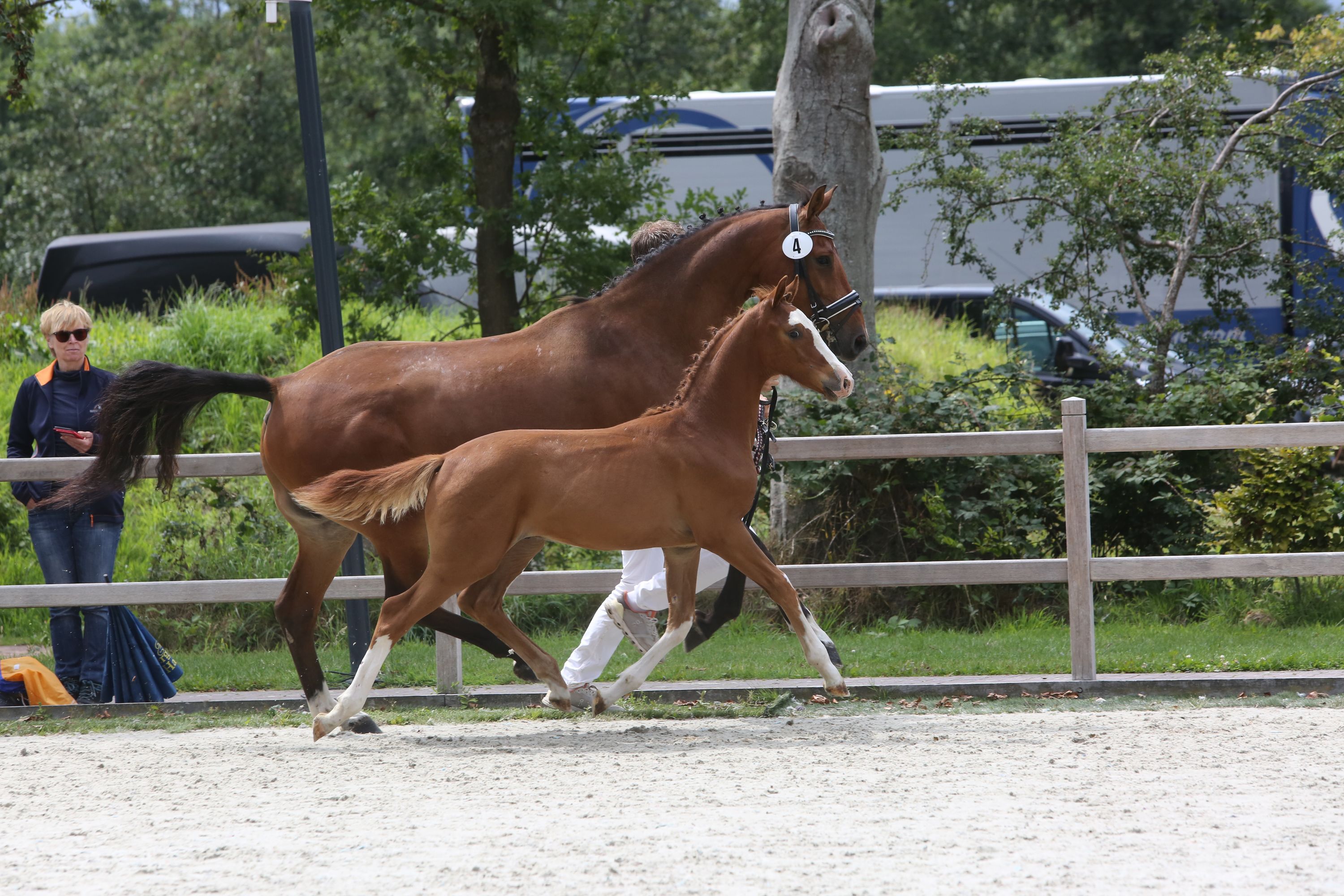 springpaard ruin 3 år vos till salu - Foto 5