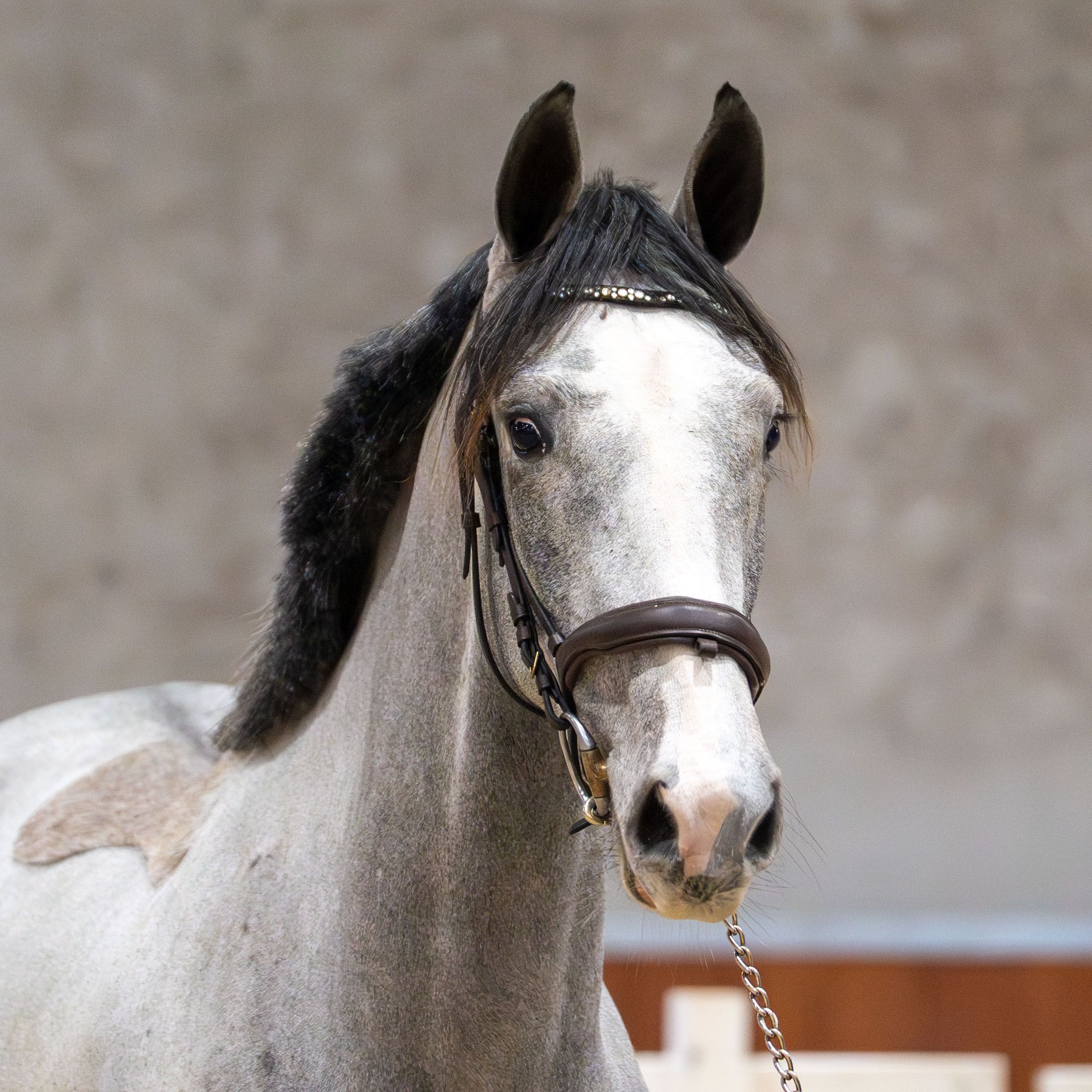 kwpn springpaard merrie 3 år schimmel till salu - Foto 2