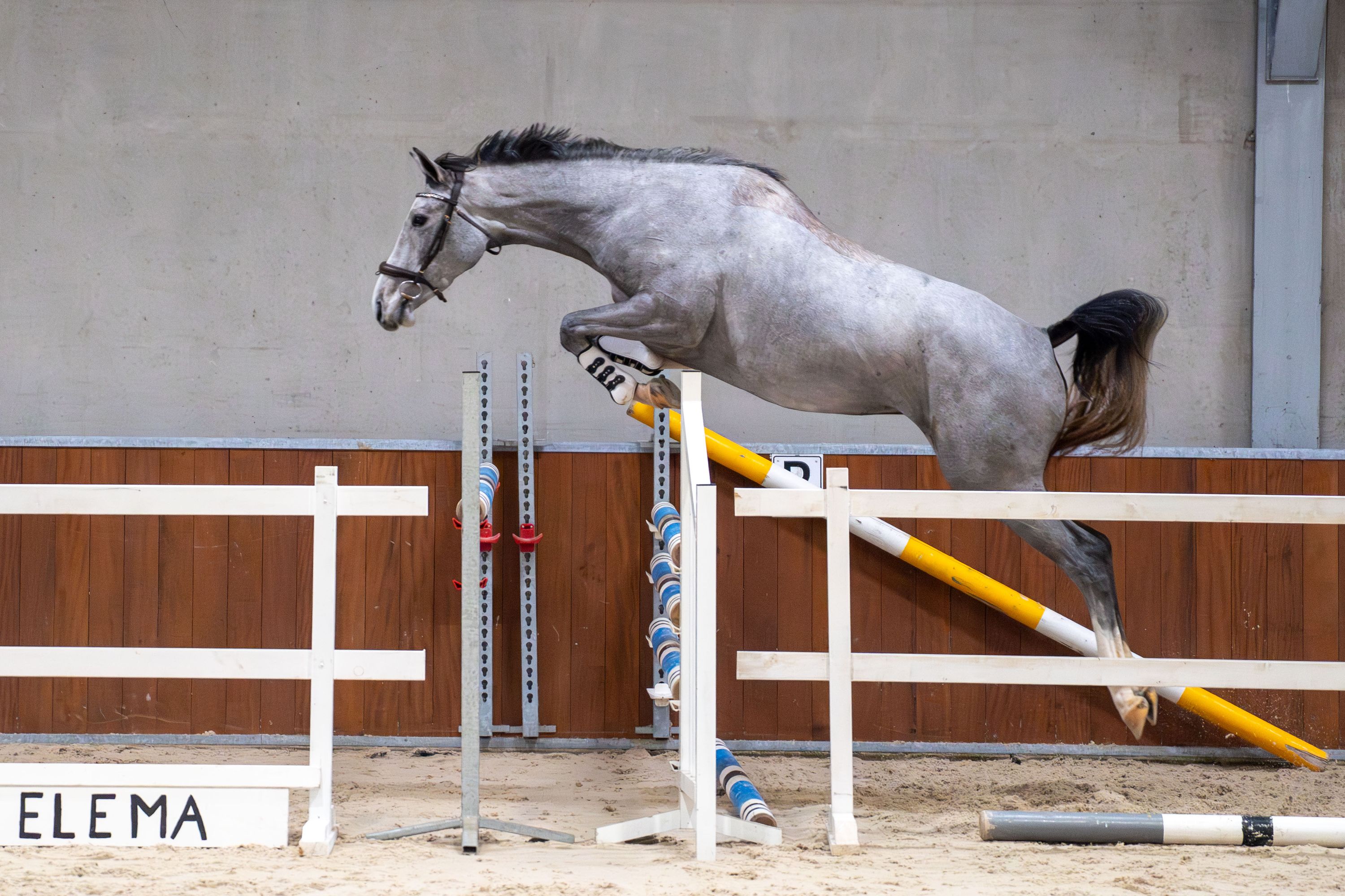 kwpn springpaard merrie 3 år schimmel till salu - Foto 3