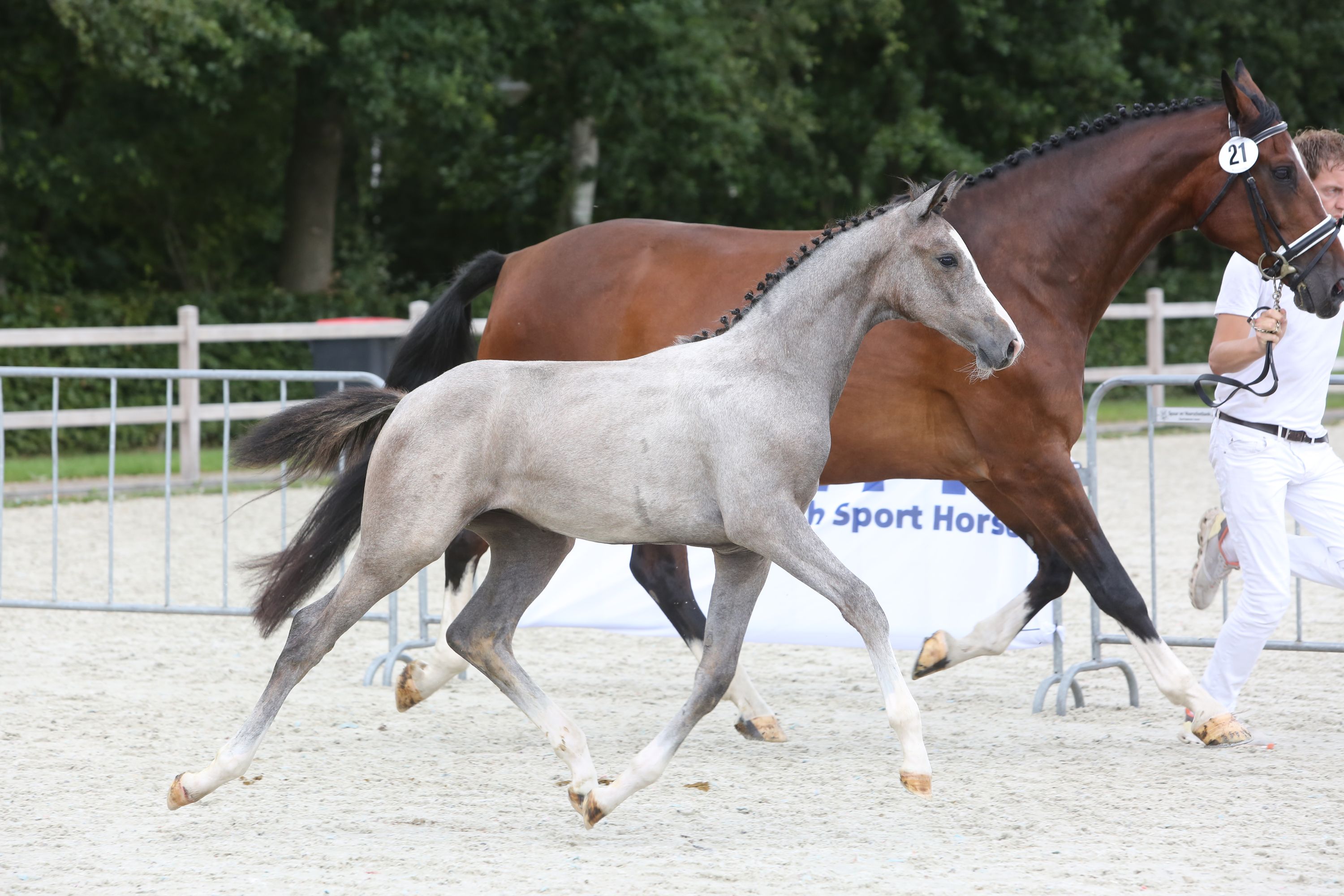 kwpn springpaard merrie 3 år schimmel till salu - Foto 4