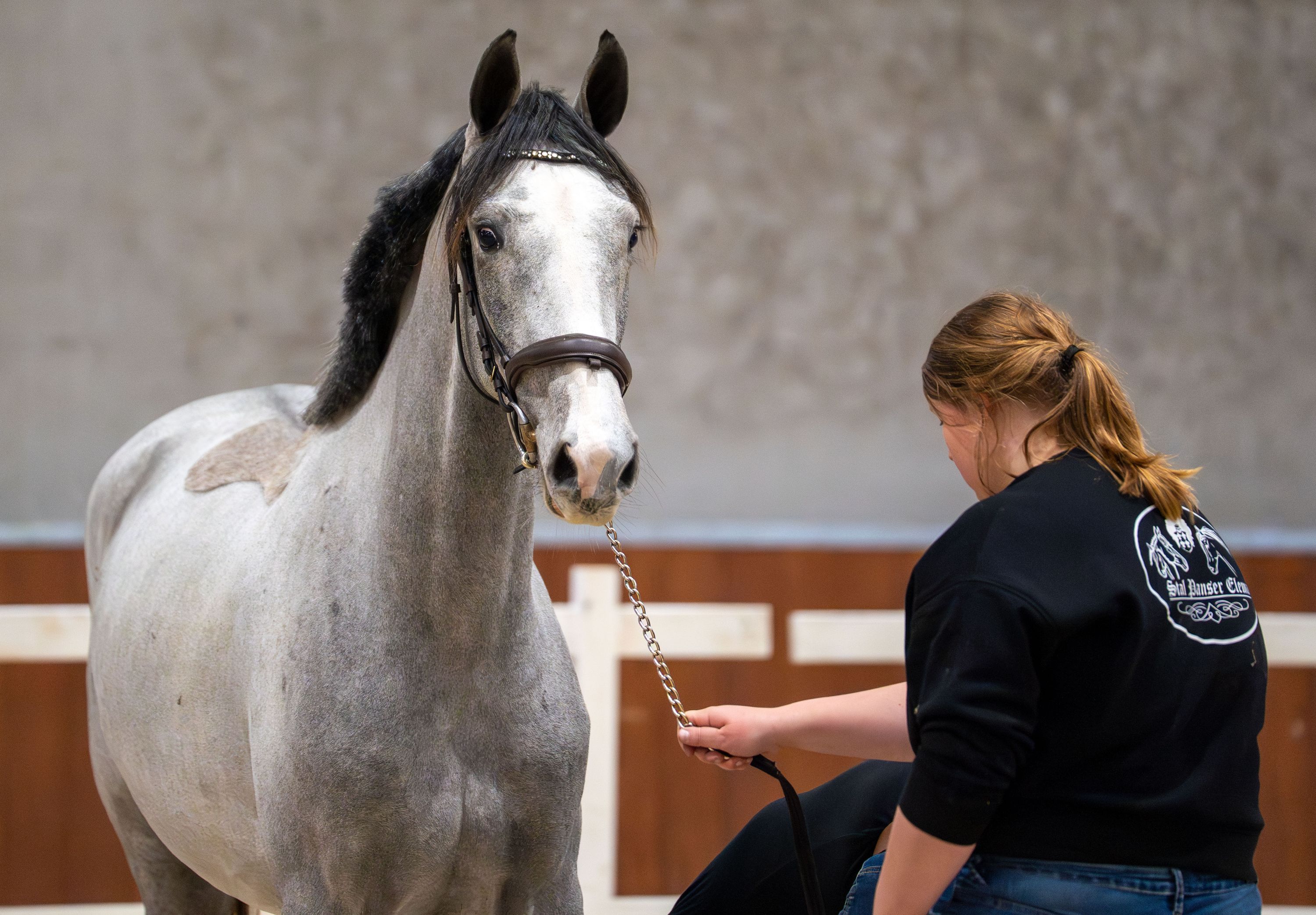 kwpn springpaard merrie 3 år schimmel till salu - Foto 5