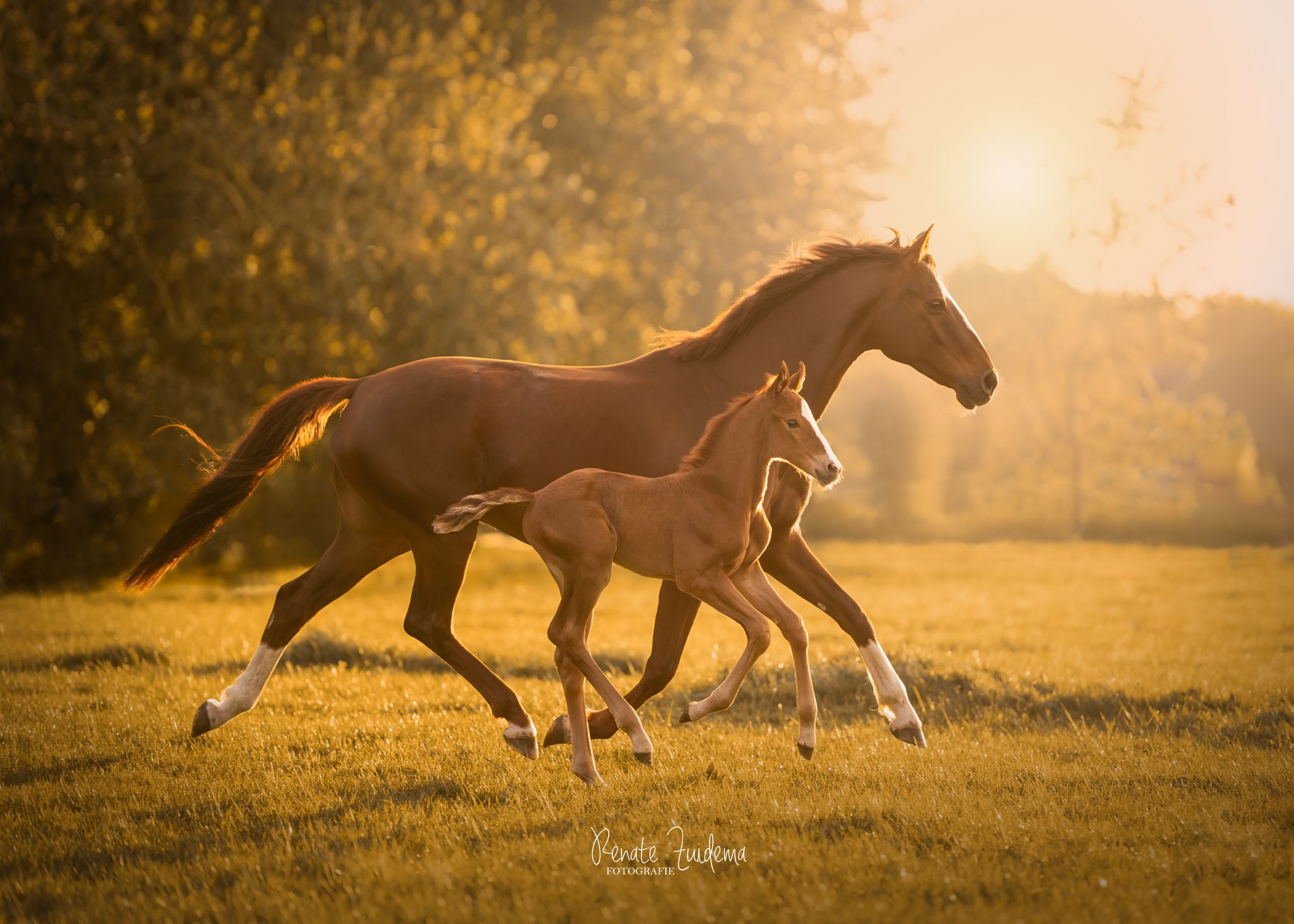 kwpn dressuurpaard merrie 0 years old vos for sale - Photo 4