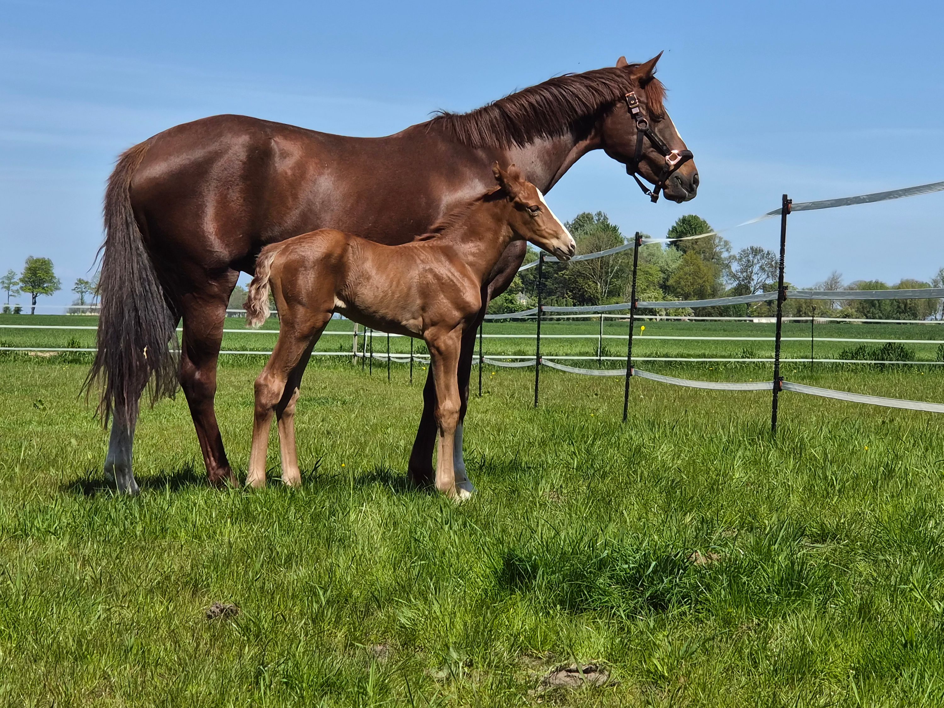 kwpn dressuurpaard merrie 0 years old vos for sale - Photo 5