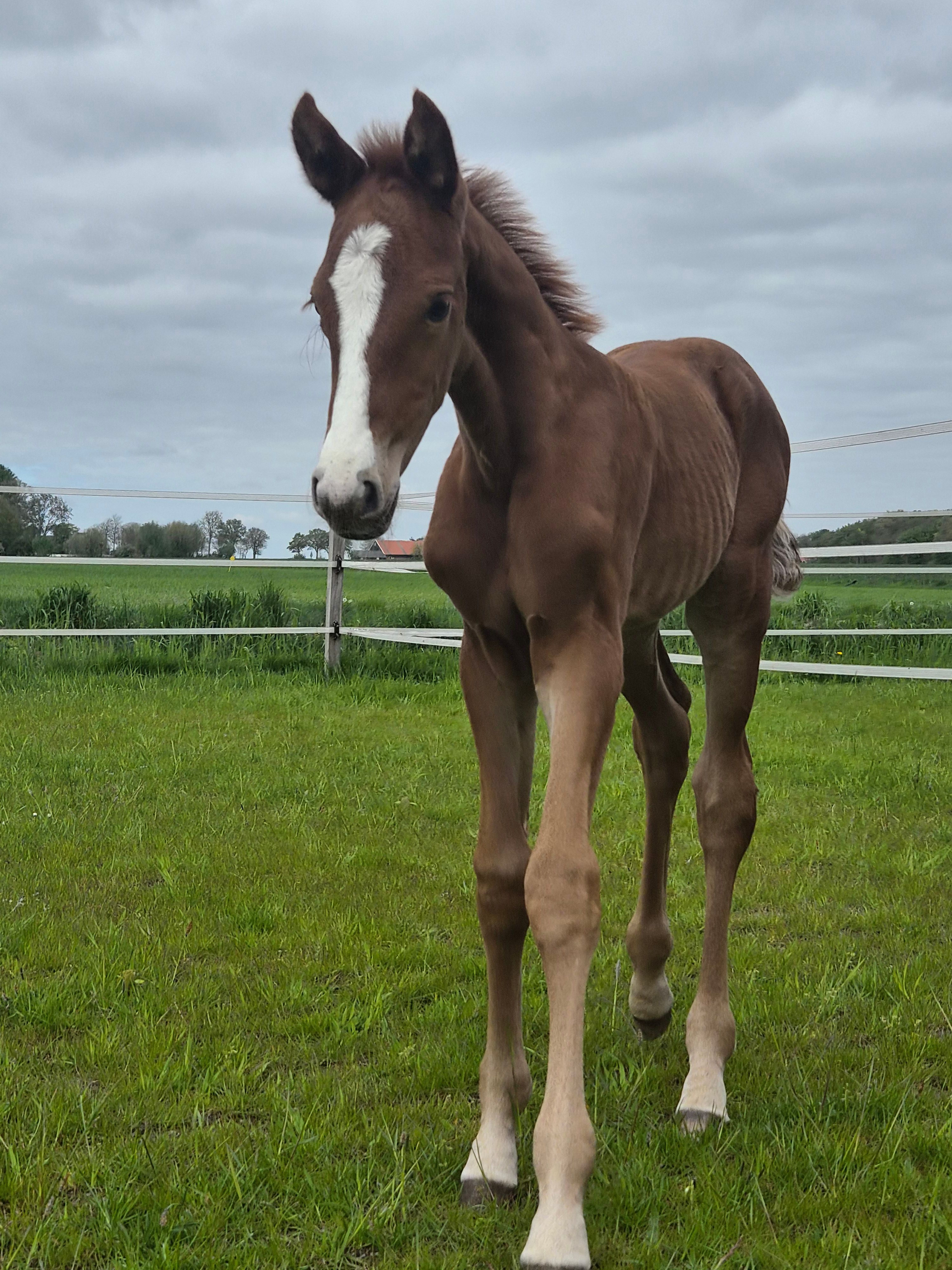 kwpn dressuurpaard merrie 0 years old vos for sale - Photo 6