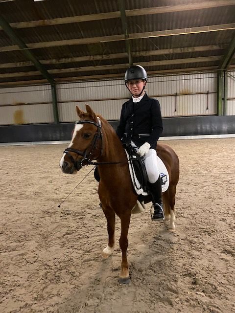 welsh dressuurpony merrie 9 años vos en venta - Foto 6