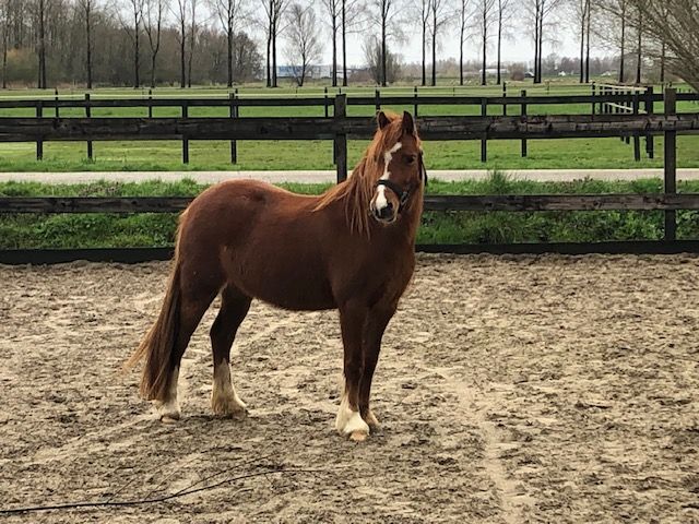 welsh dressuurpony merrie 9 años vos en venta - Foto 4