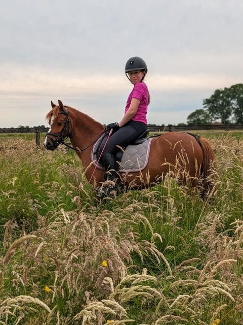 welsh dressuurpony merrie 9 años vos en venta - Foto 3