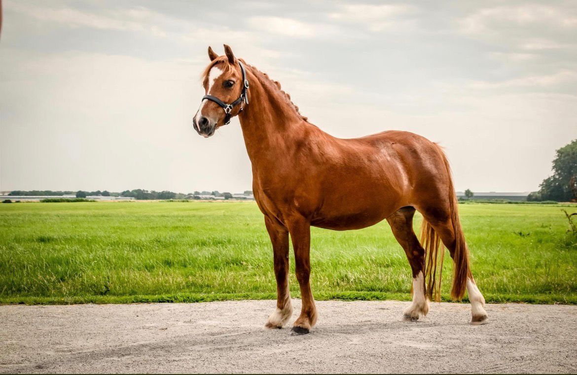 welsh dressuurpony merrie 9 años vos en venta - Foto 2