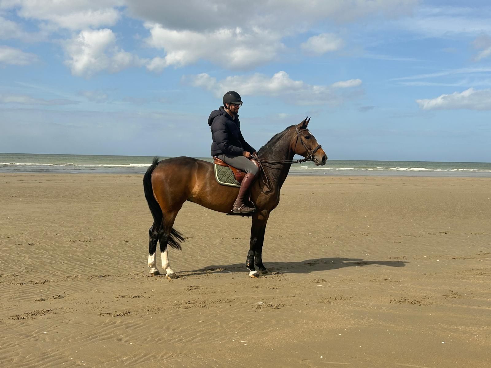 10y beautiful sweet sporty mare