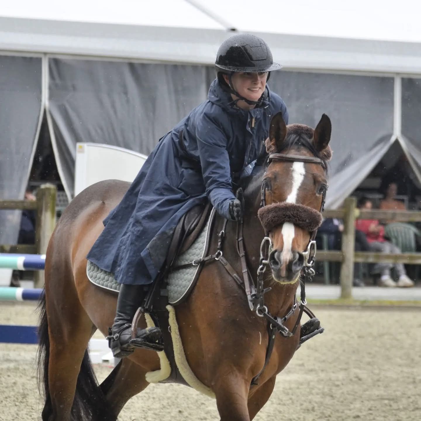 bwp springpaard merrie 10 years old donkerbruin for sale - Photo 2