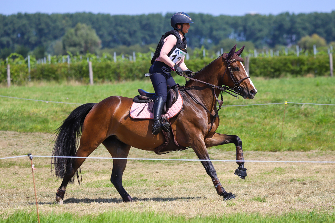 bwp springpaard merrie 10 years old donkerbruin for sale - Photo 3