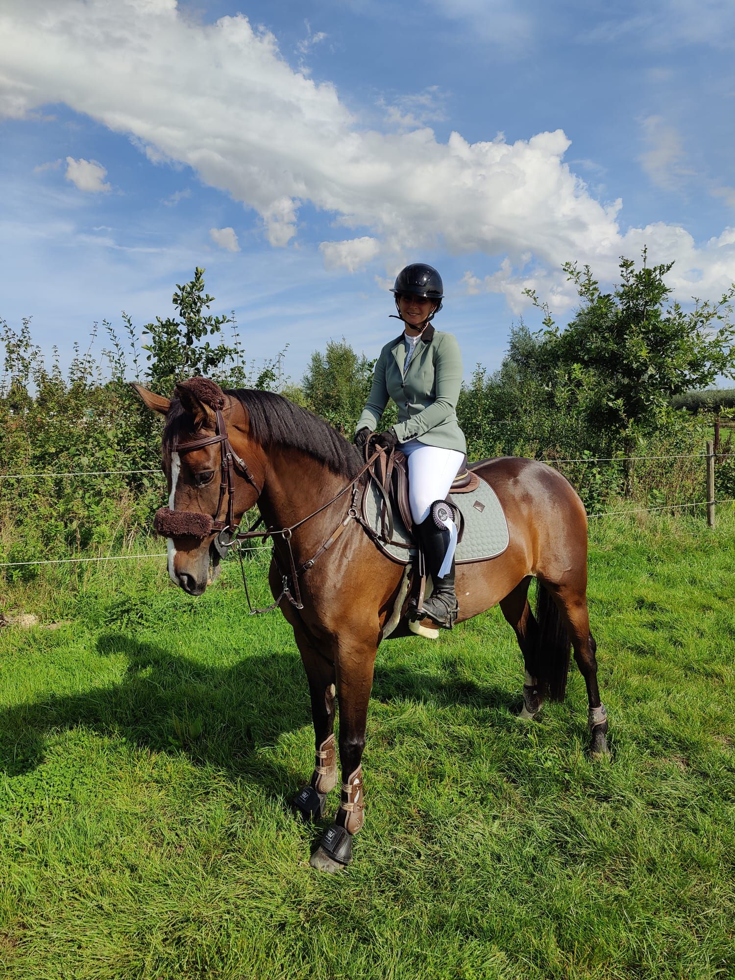 bwp springpaard merrie 10 years old donkerbruin for sale - Photo 6