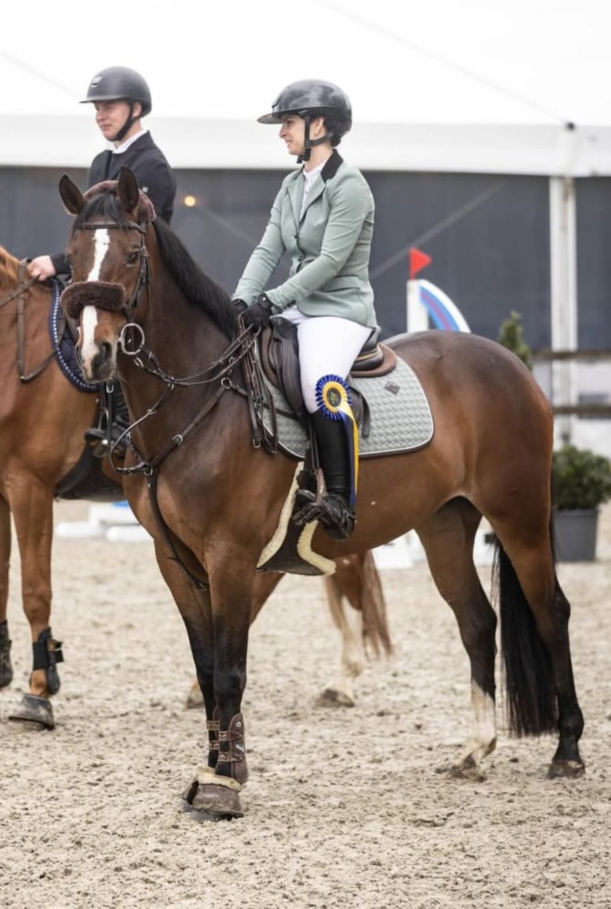 bwp springpaard merrie 10 years old donkerbruin for sale - Main photo