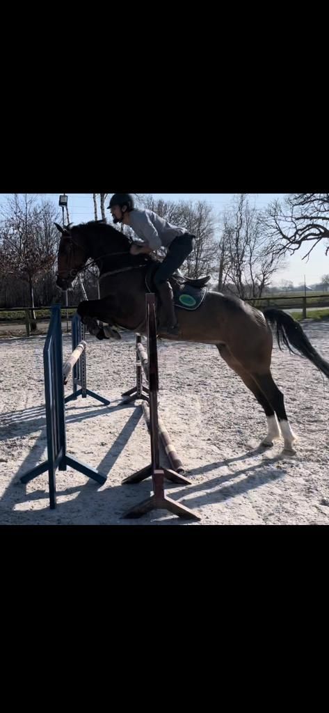 bwp allrounder merrie 10 years old bruin for sale - Photo 2
