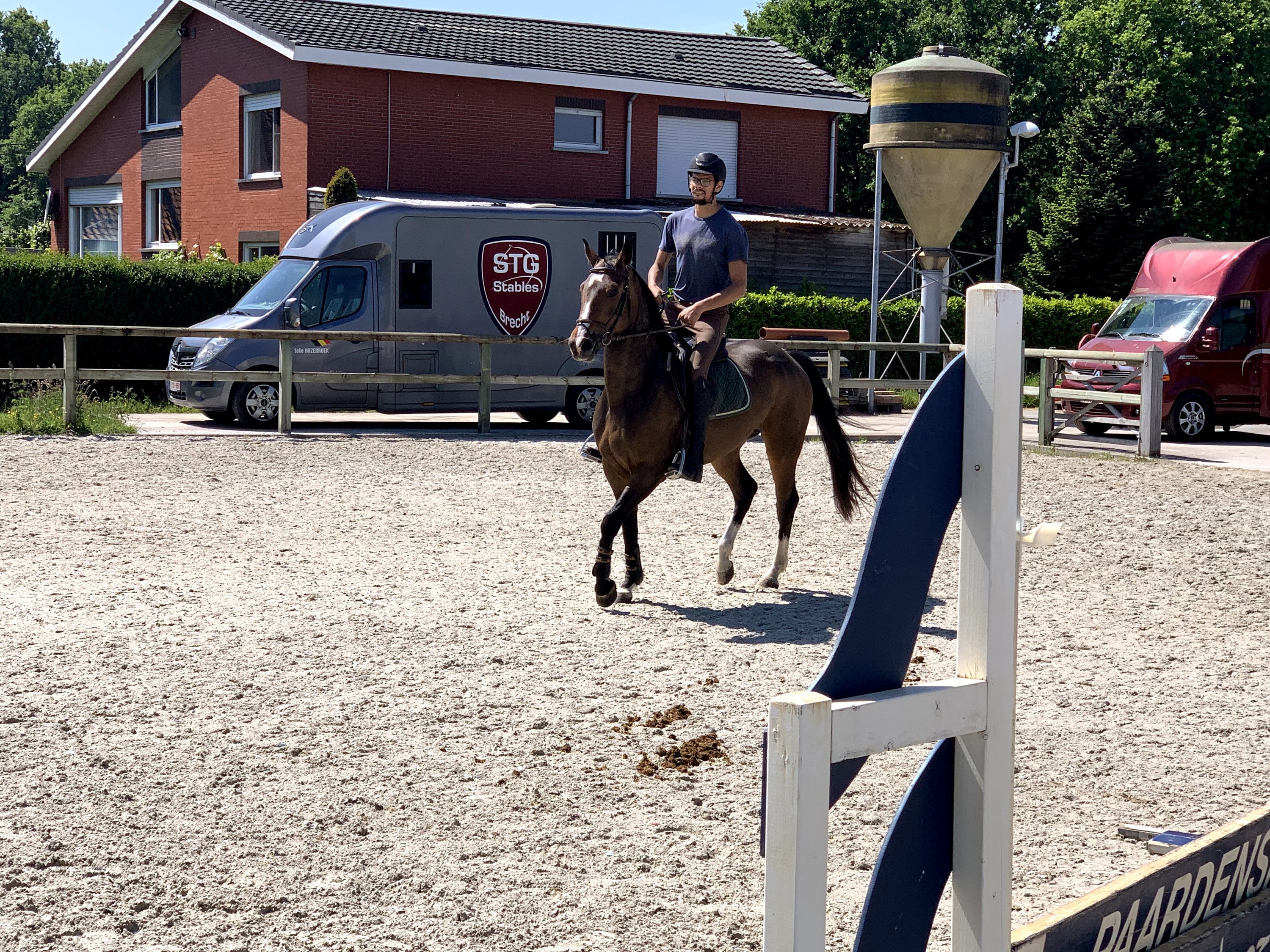 bwp allrounder merrie 10 years old bruin for sale - Photo 3
