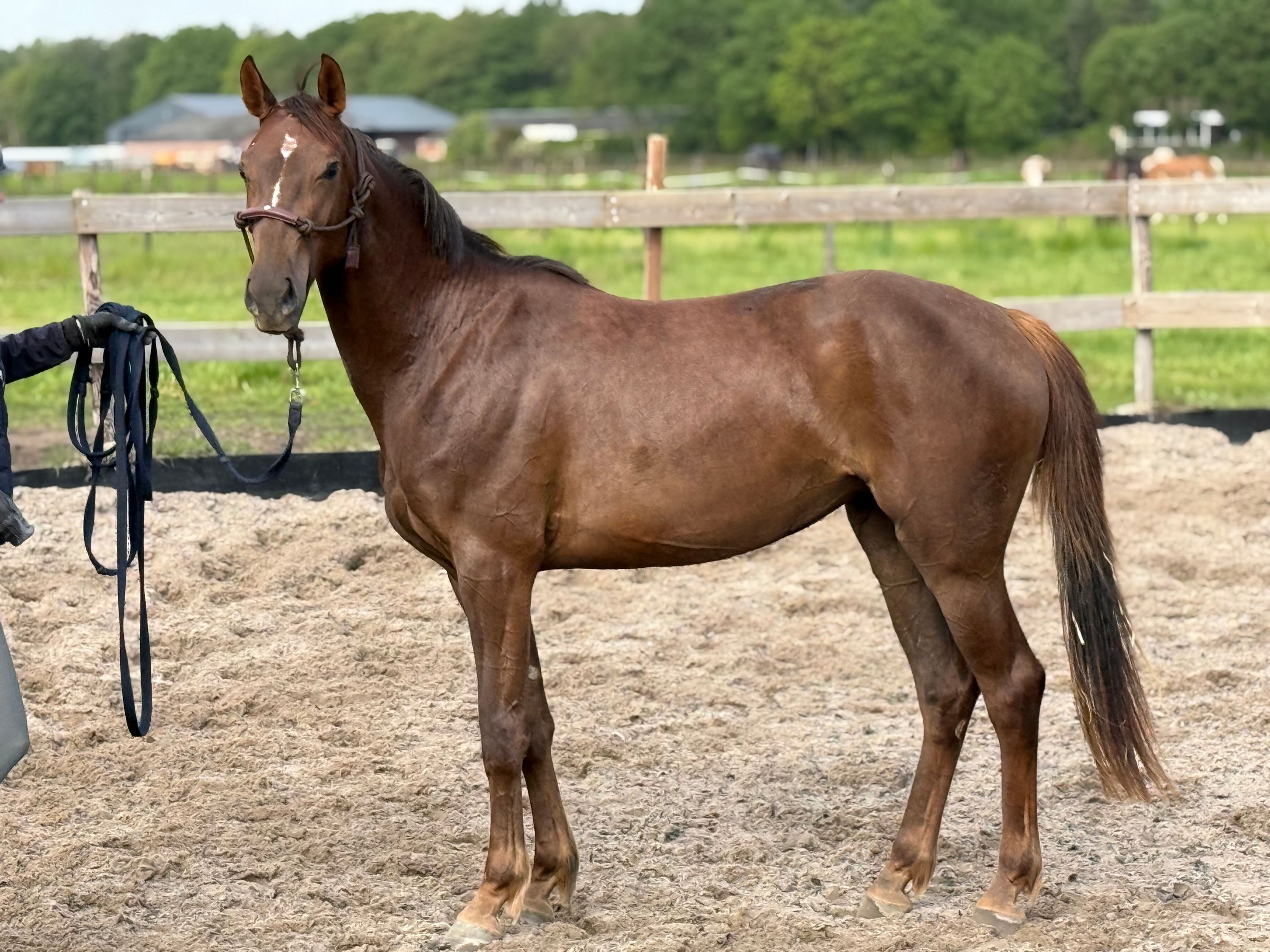 3-year-old mare. Very handsome show jumper by Bamako de Muze