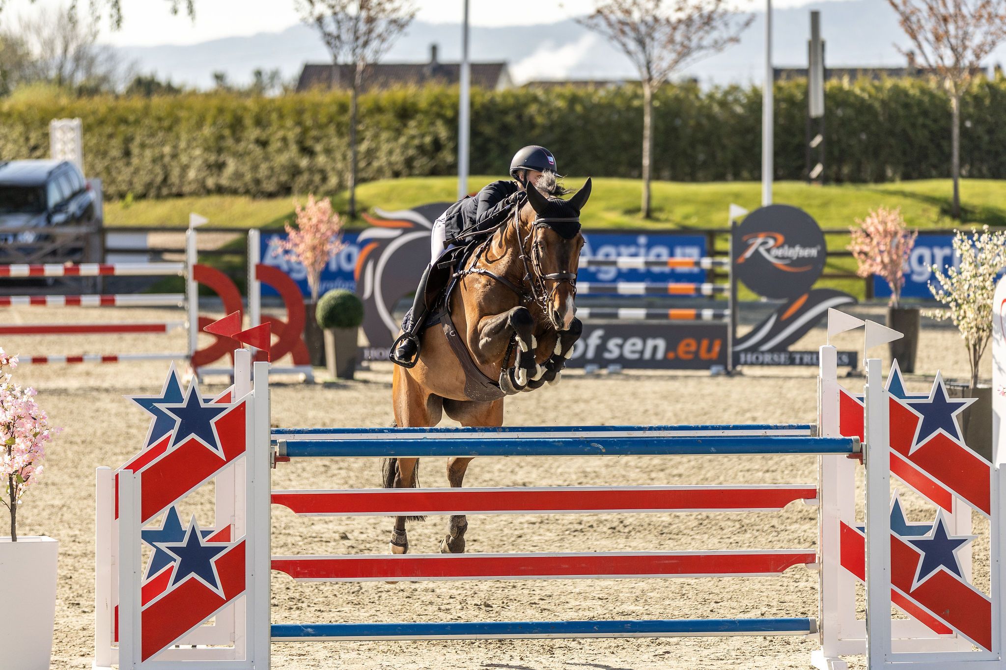 Cheval de CSO de qualité expérimenté