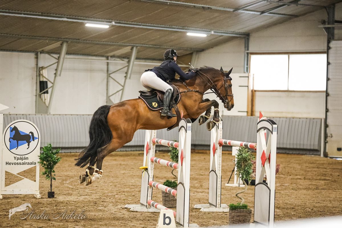 kwpn springpaard ruin 17 ani donkerbruin de vânzare - Foto 2