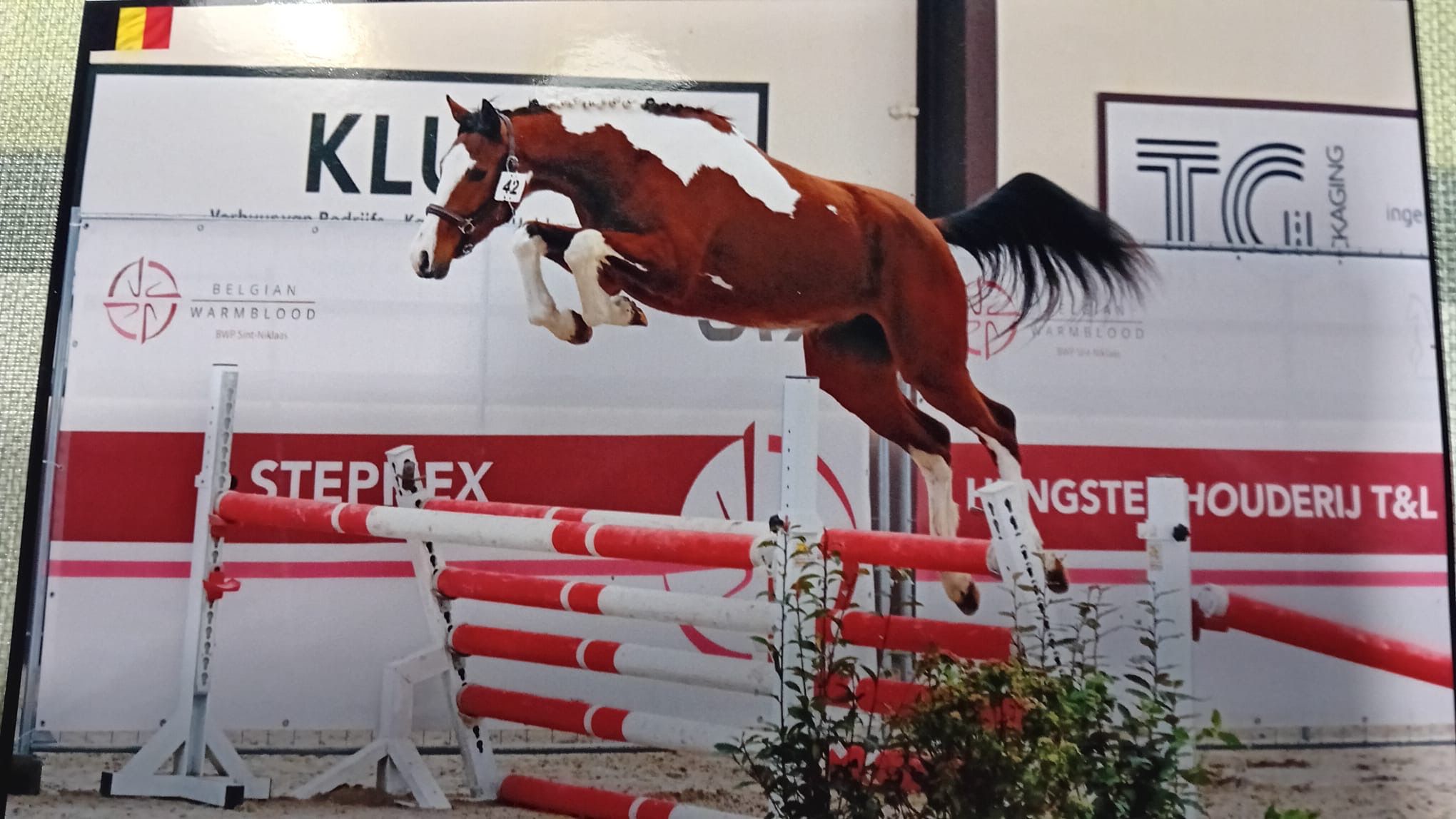 bwp springpaard merrie 3 years old andere-kleur for sale - Main photo