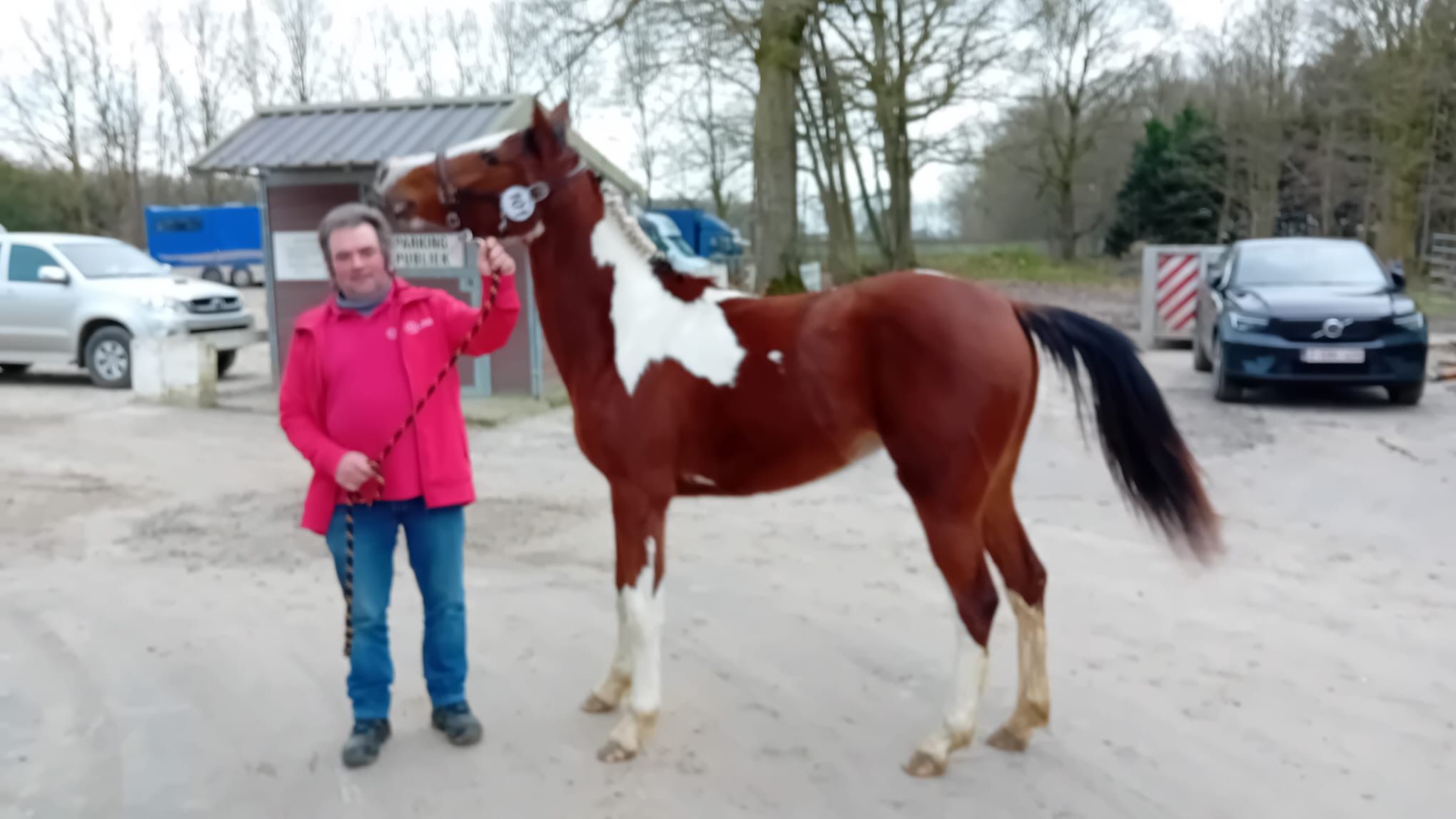 bwp springpaard merrie 3 years old andere-kleur for sale - Photo 2