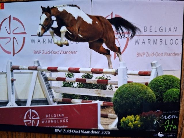 bwp springpaard merrie 3 years old andere-kleur for sale - Photo 3