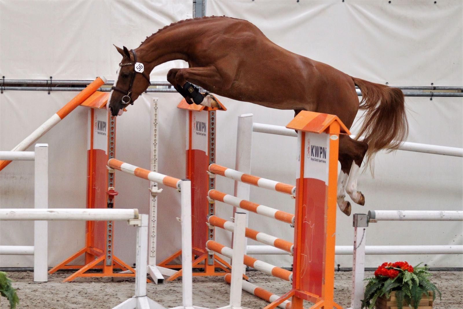 kwpn paard merrie 3 Jahre alt vos zu verkaufen - Foto 2