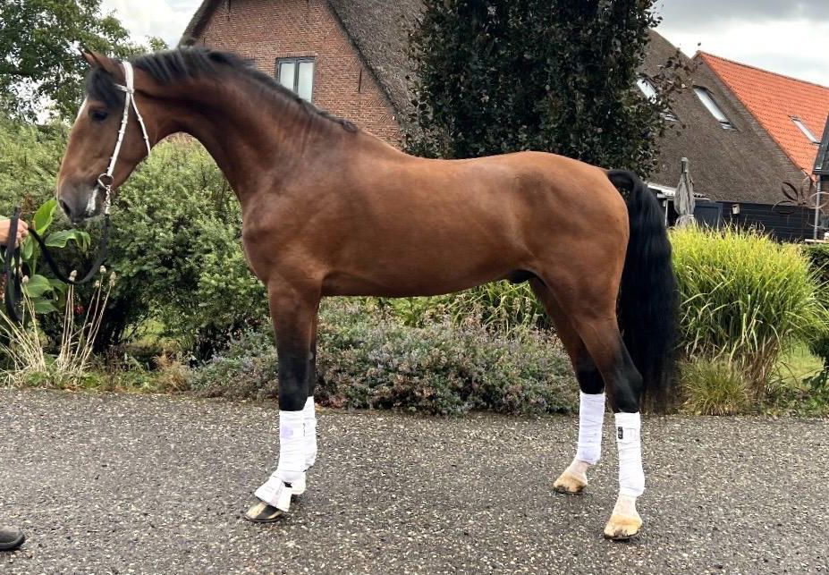 4-year-old driving horse offered