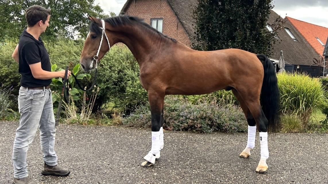 kwpn tuigpaard ruin 4 years old bruin for sale - Photo 2