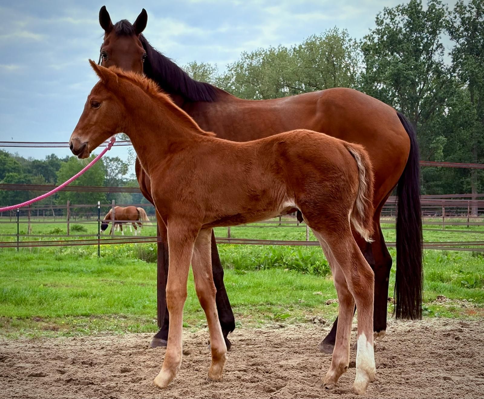 Colt by Toto Gold x Zonik x Florestan I