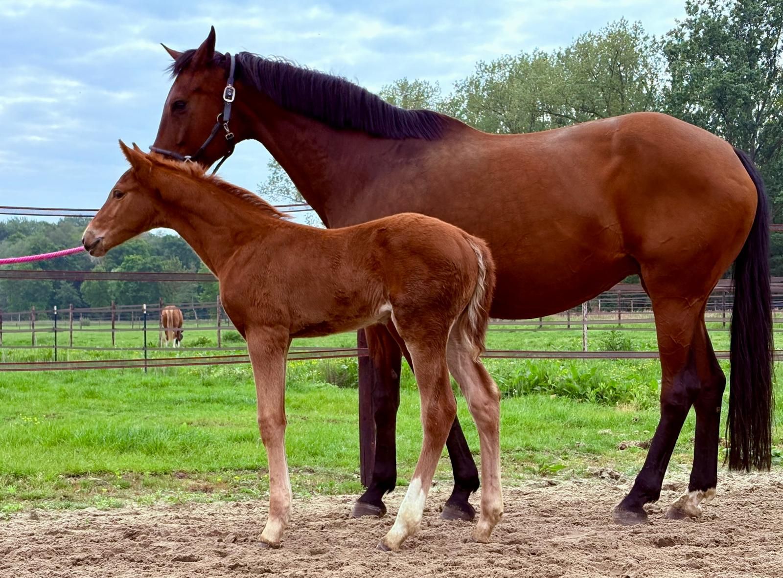westfalen dressuurpaard hengst 0 years old vos for sale - Photo 3