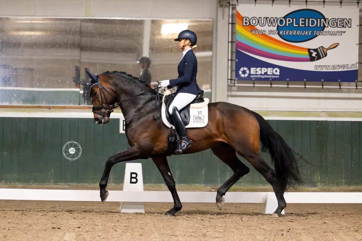 westfalen dressuurpaard hengst 0 years old vos for sale - Photo 4