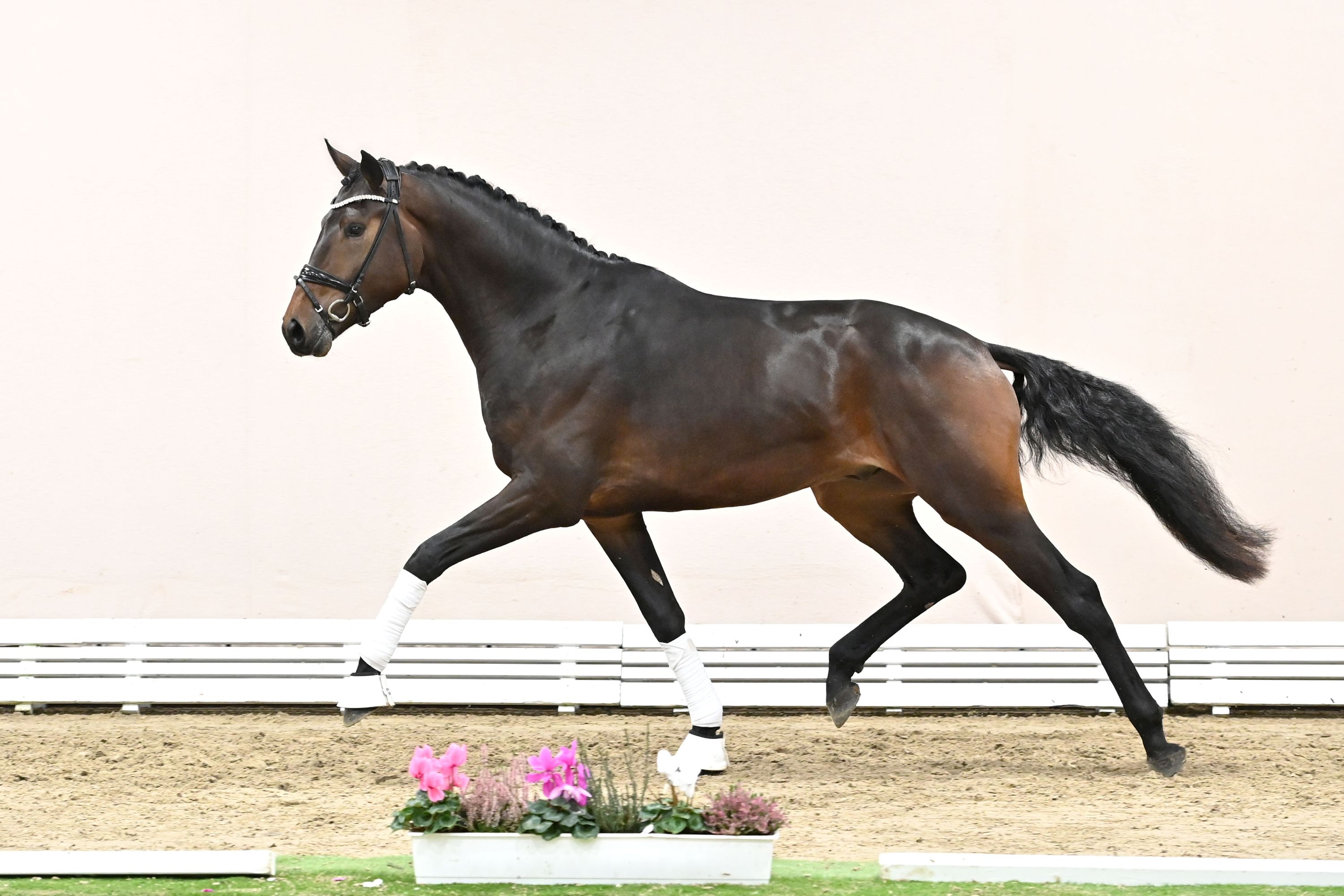 westfalen dressuurpaard hengst 0 years old vos for sale - Photo 5