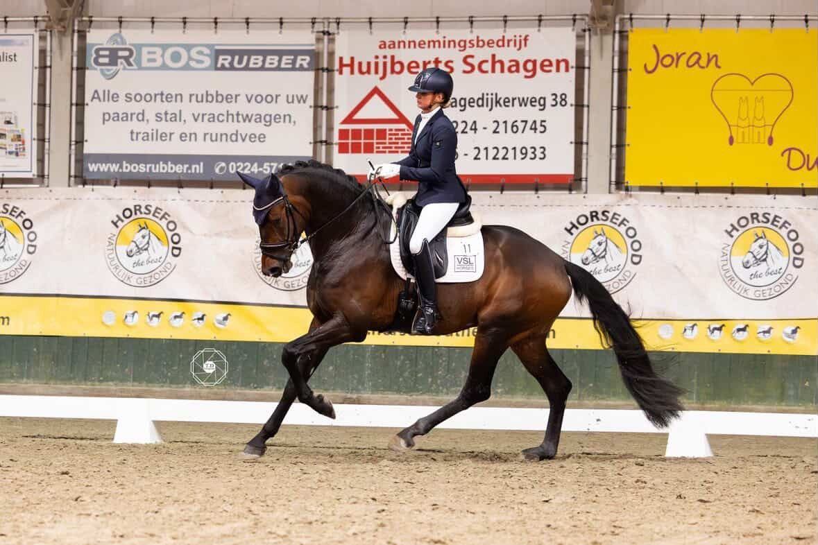 westfalen dressuurpaard hengst 0 years old vos for sale - Photo 6