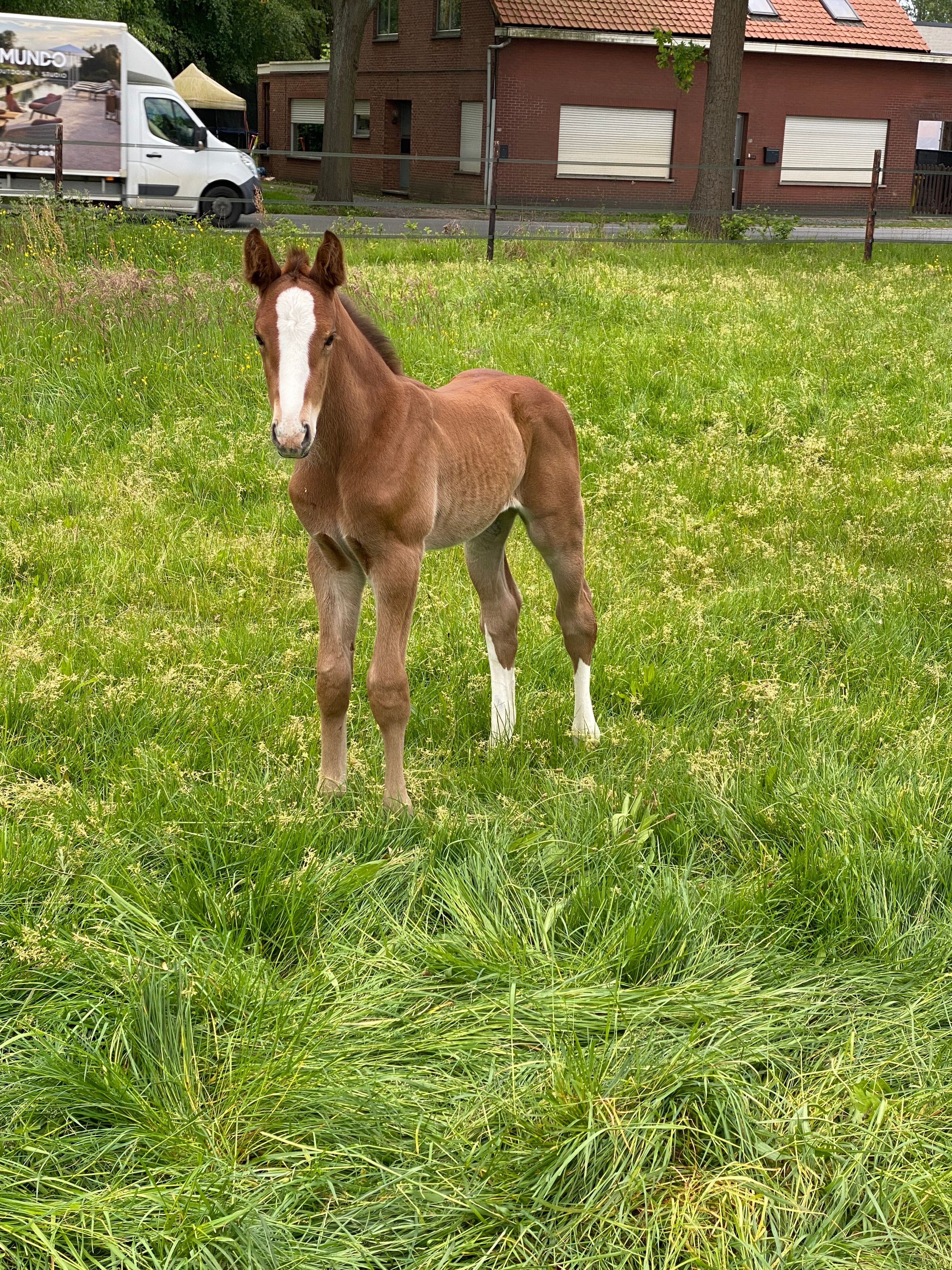 bwp springpaard hengst 0 years old bruin for sale - Main photo