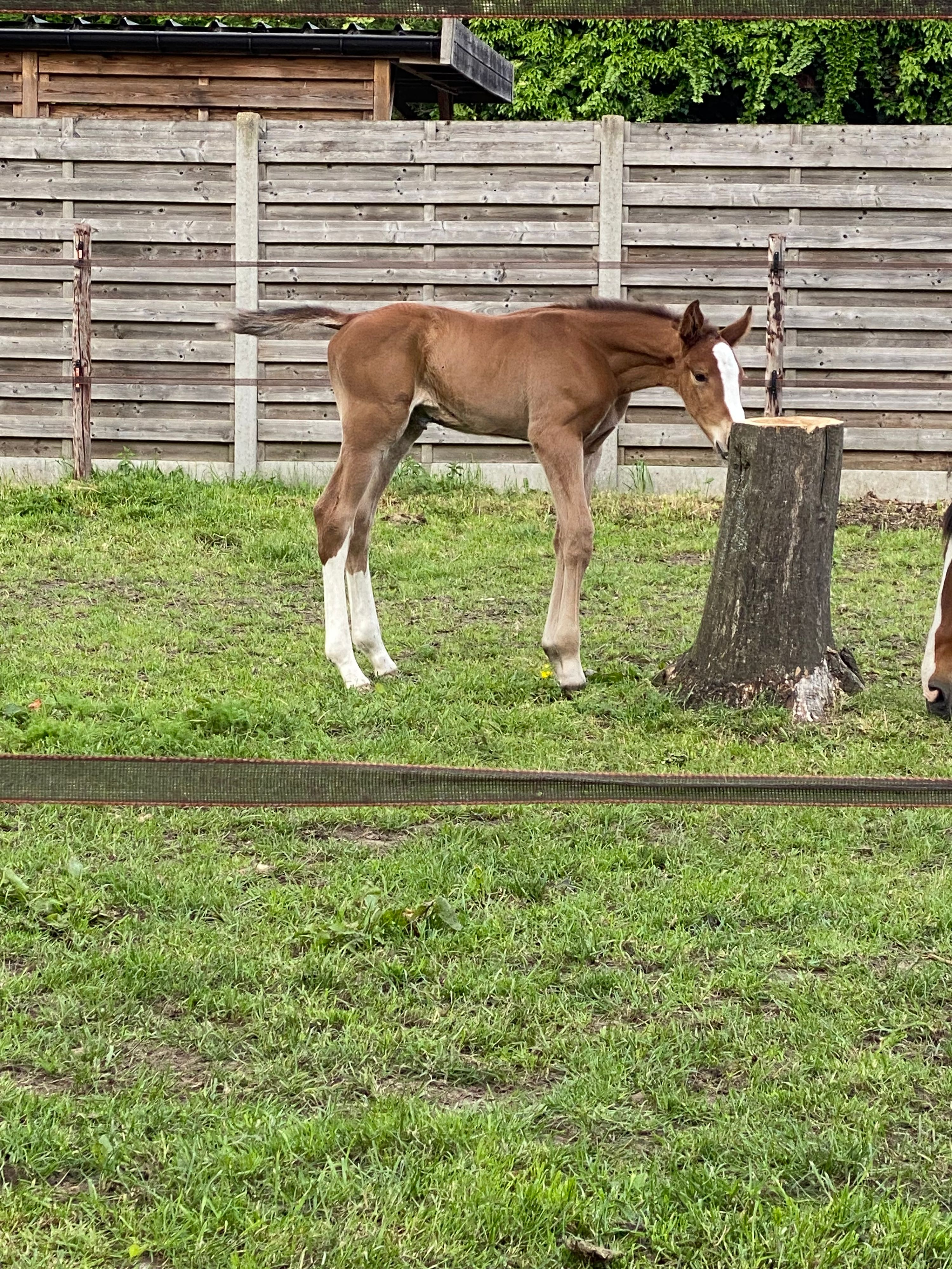 bwp springpaard hengst 0 years old bruin for sale - Photo 3