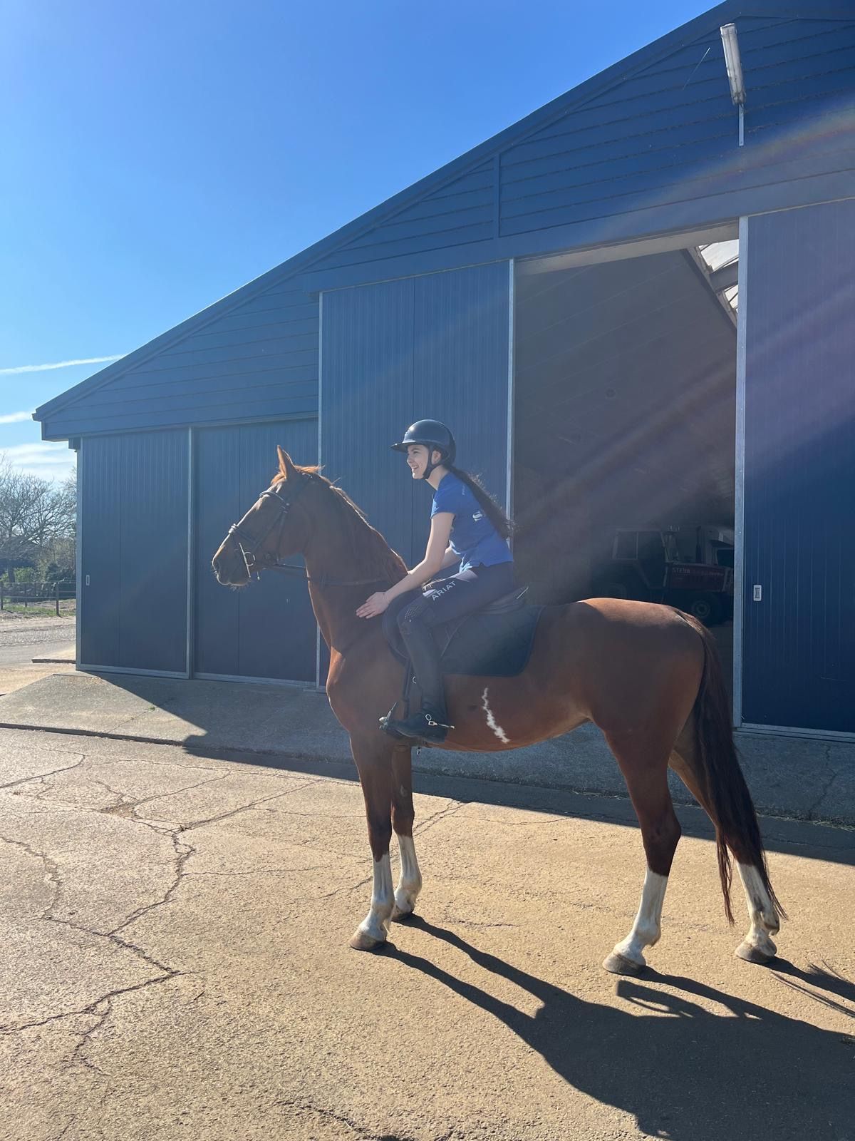 Chestnut mare for sale