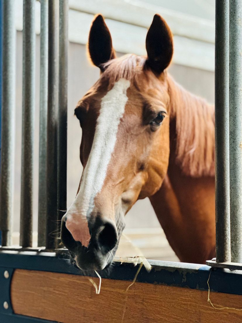 kwpn recreatie-paard merrie 13 years old vos for sale - Photo 2