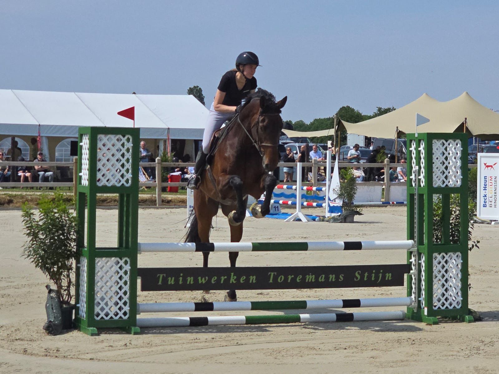 6-year-old Dourkhan Hero Z gelding for sale - Photo 3